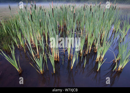 Bulrush (Typha latifolia) Klein Schietveld , Brasschaat, Belgium, June. Stock Photo