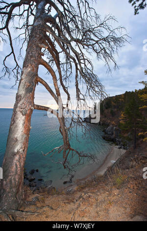 Dead tree on lake shore, Lake Baikal, Siberia, Russia, October 2010. Stock Photo