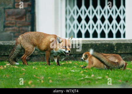 Red fox (Vulpes vulpes) male and cub play fighting. Bristol, UK, September. Stock Photo