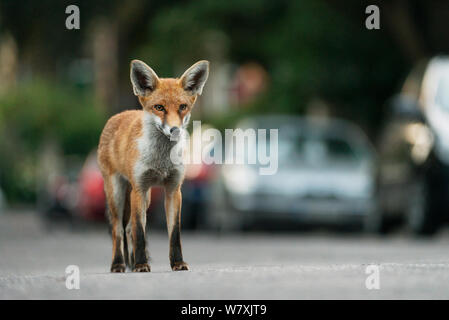 Young urban Red fox (Vulpes vulpes) standing in road. Bristol, UK, September. Stock Photo