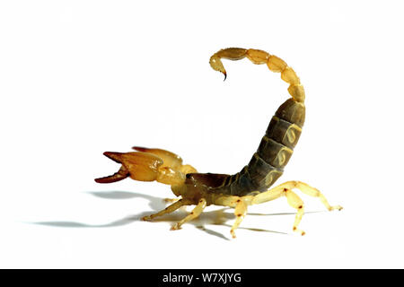 Israeli Gold Scorpion Scorpio Maurus Palmatus Scorpio Maurus Is A Species Of North African