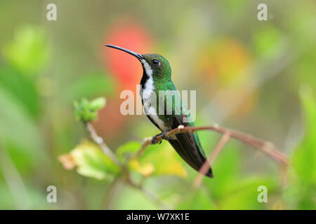 Black-throated mango (Anthracothorax nigricollis) perched, Trinidad and Tobago. Stock Photo