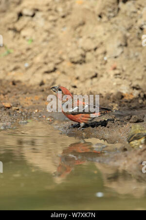 Two-barred crossbill (Loxia leucoptera) drinking, Lynford, Norfolk, UK, April. Stock Photo