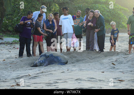 Leatherback Turtle (Dermochelys coriacea) Laying Eggs on Beach Stock ...