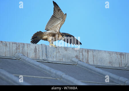 Peregrine (Falco peregrinus) on cathedral roof, Norwich Cathedral, Norfolk, UK, June. Stock Photo
