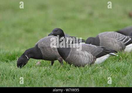 Dark-bellied brent geese (Branta bernicla bernicla) feeding, Norfolk, UK, December. Stock Photo