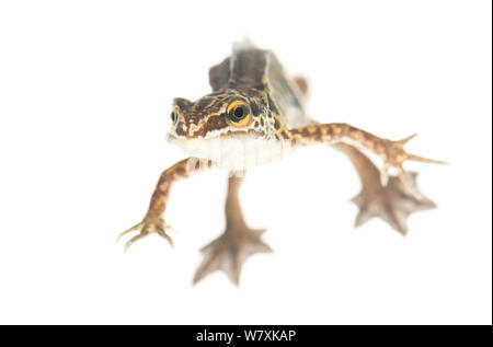 Palmate newt (Lissotriton helveticus) male, The Netherlands, March, Meetyourneighbours.net project Stock Photo