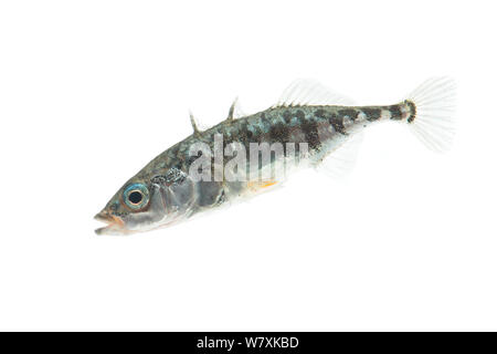 Three-spined stickleback (Gasterosteus aculeatus) February, The Netherlands, Meetyourneighbours.net project Stock Photo