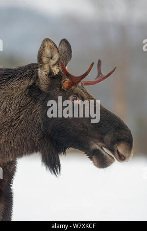 Young Bull Moose (Alces alces) standing in snow, close-up portrait.  Nord-Trondelag, Norway. December. Stock Photo