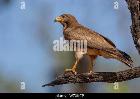 White-eyed buzzard (Butastur teesa) perched on branch. Bandhavgarh National Park, India. March. Stock Photo