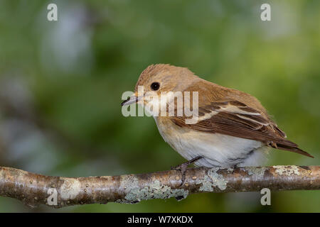 European Pied flycatcher (Ficedula hypoleuca) female perched on branch in tree. Southern Norway. June. Stock Photo