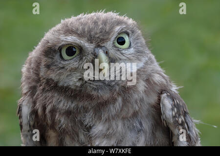Little Owl (Athene noctua) juvenile, close-up portrait. Introduced Species. Christchurch, South Island, New Zealand.