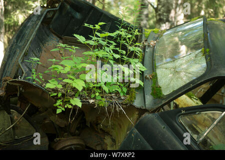 Old car with plants growing on it, Bastnas car graveyard, Varmland, Sweden, July. Stock Photo