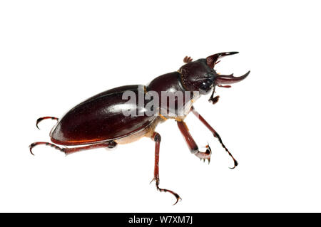Reddish-brown stag beetle (Lucanus capreolus) Southern Appalachians, South Carolina, United States, June. Meetyourneighbours.net project Stock Photo