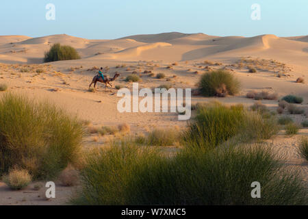 Camel herder riding Dromedary camel (Camelus dromedarius) in the Thar Desert, Rajasthan, India. February 2012. Stock Photo