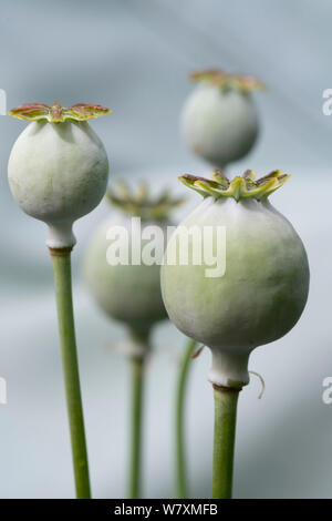 A Small Group of Breadseed Poppy Heads (Papaver Somniferum) Stock Photo