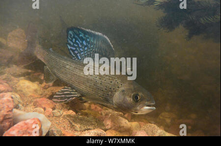 Female Arctic grayling (Thymallus arcticus) resting at a spot in spawning stream where the current had slowed. North Park, Colorado, USA, June. Stock Photo