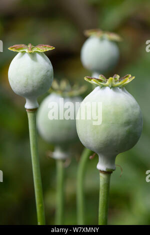 A Small Group of Unripe Breadseed Poppy Heads (Papaver Somniferum) Stock Photo