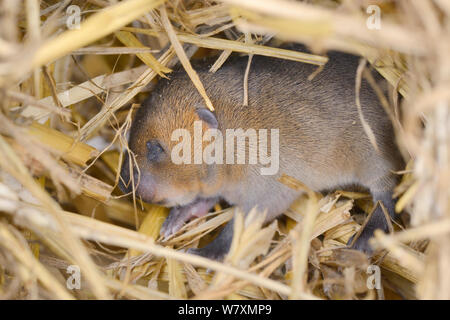Baby Water vole (Arvicola amphibius) with its eyes still closed in nest within straw bale in breeding cage, part of breeding programme to supply reintroduction projects, Derek Gow Consultancy, near Lifton, Devon, UK, July. Stock Photo