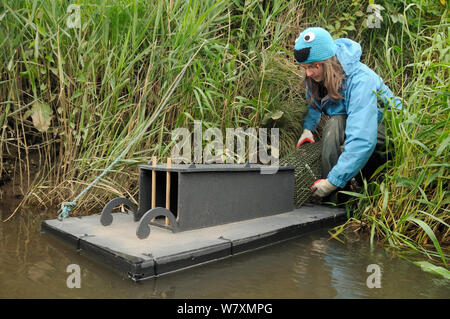 What Is Raft Water Rapping Mustela vison american mink raft trap trapping mammal pest predator ...