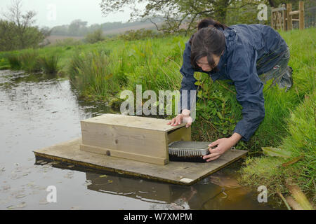 Rebecca Northey of Derek Gow Consultancy checking clay tray on floating raft tethered to the bank of pond for footprints of American mink (Mustela vison), a predator of Water voles (Arvicola amphibius), near Bude, Cornwall, UK, April 2014.  Model released. Stock Photo