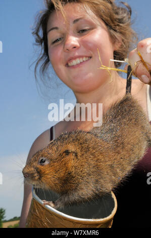 Beth Wonnacott of Derek Gow Consultancy checking captive reared Water vole (Arvicola amphibius) before putting it into soft release cage to be left on riverbank, Bude marshes, Cornwall, UK, June 2014.  Model released. Stock Photo