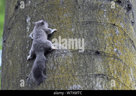 Edible / Fat Dormouse (Glis glis) clinging to a treetrunk in woodland where this European species has become naturalised, Buckinghamshire, UK, August. Stock Photo