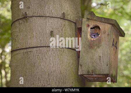 Edible / Fat Dormouse (Glis glis) peering out of a nestbox attached to a Beech treetrunk in woodland where this European species has become naturalised, Buckinghamshire, UK, August. Stock Photo