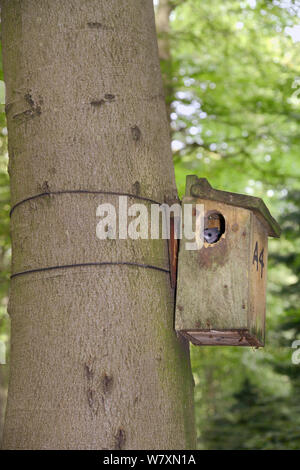Edible / Fat Dormouse (Glis glis) peering out of a nestbox attached to a Beech treetrunk in woodland where this European species has become naturalised, Buckinghamshire, UK, August. Stock Photo