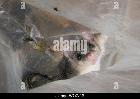 Adult Edible / Fat Dormouse (Glis glis) held temporarily inside a plastic sack it has been tipped into from a nestbox, during a monitoring project in woodland where this European species has become naturalised, Buckinghamshire, UK, August. Stock Photo