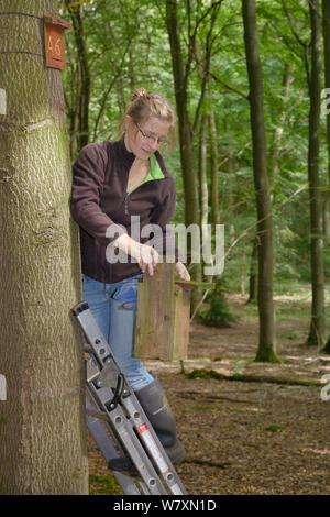 Dani Rozycka inspecting Edible / Fat Dormouse (Glis glis) nestbox temporarily detached from a Beech treetrunk in woodland where this European species has become naturalised, Buckinghamshire, UK, August.  Model released. Stock Photo