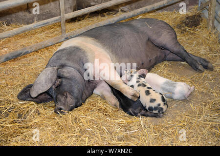 British Saddleback sow suckling some of her litter of piglets in a barn, Gloucestershire, UK, September. Stock Photo