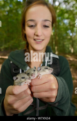 Megan Broad holding three sleepy young Edible / Fat Dormice (Glis glis) during a monitoring project in woodland where this European species has become naturalised, Buckinghamshire, UK, August, Model released. Stock Photo