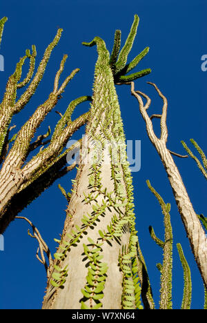 Madagascar ocotillo (Alluaudia procera) Berenty Reserve, Madagascar. Stock Photo