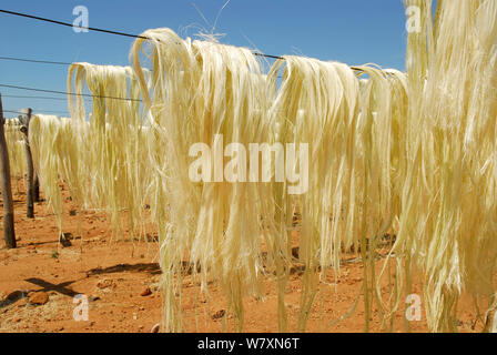 Sisal (Agave sisalana) fibres drying outside factory, Berenty, south Madagascar. March 2005. Stock Photo