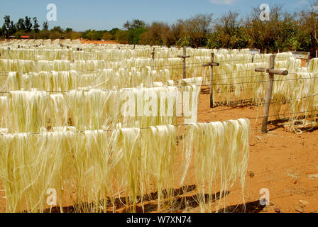 Sisal (Agave sisalana) fibres drying outside factory, Berenty, south Madagascar. March 2005. Stock Photo