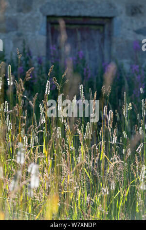 A Variety of Grasses, Including Meadow Foxtail, Oval Sedge & Creeping Soft-Grass, on Grassland In Front of a Disused Farm Building Stock Photo