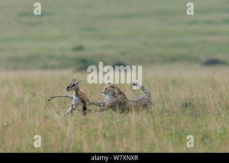 Female Cheetah (Acinonyx jubatus) catching Thomson&#39;s gazelle (Eudorcas thomsonii) Masai-Mara game reserve, Kenya. Stock Photo