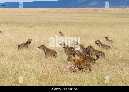 Spotted hyaenas (Crocuta crocuta) pack with kill stolen from Lions, Masai-Mara game reserve, Kenya. Stock Photo