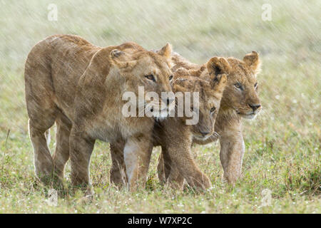 Lioness in the rain фото