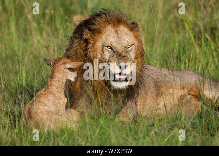 Male Lion (Panthera leo) playing with newborn Topi (Damaliscus lunatus) prey, Masai-Mara game reserve, Kenya.