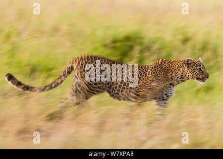 Leopard (Panthera pardus) running during hunt at dawn. Masai-Mara game reserve, Kenya. Stock Photo