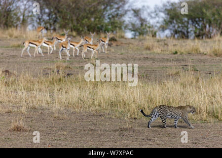 Thomson’s gazelles (Eudorcas thomsonii) watching female Leopard (Panthera pardus) walk by. Masai-Mara game reserve, Kenya. Stock Photo