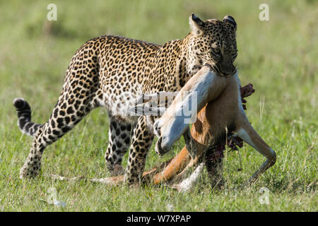Leopard (Panthera pardus) female carrying prey, Masai-Mara game reserve, Kenya. Stock Photo