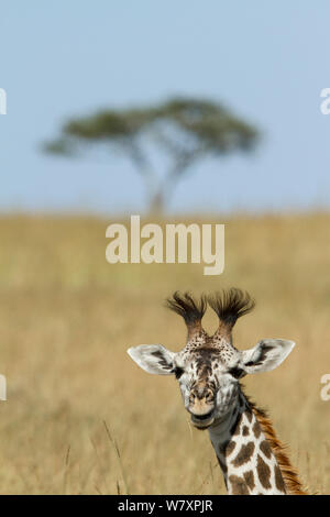 Young Masai giraffe (Giraffa camelopardalis tippelskirchi) in savanna, Masai-Mara game reserve, Kenya. Stock Photo