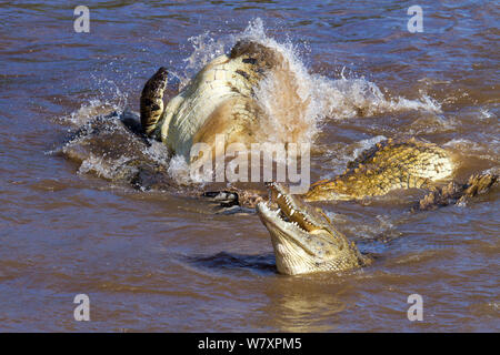 Fighting crocodiles Stock Photo: 50902425 - Alamy