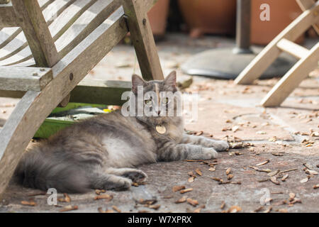 Siberian forest cat (Felis catus) grey, ginger and white female kitten age 7  months, resting under chair, UK. Stock Photo