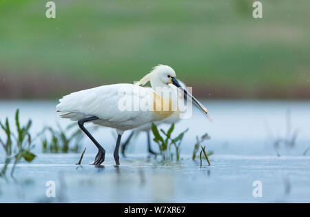 Eurasian spoonbill (Platalea leucorodia) wading. Shumen, Bulgaria, April. Stock Photo