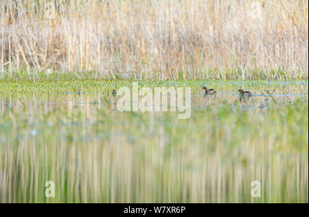 Little grebe (Tachybaptus ruficollis) pair on water in wetland habitat. Shumen, Bulgaria, April. Stock Photo