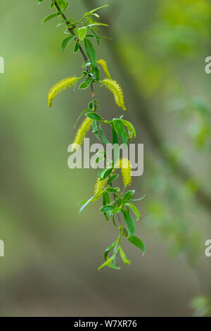 Willow (Salix sp) catkins and leaves. Shumen, Bulgaria, April. Stock Photo